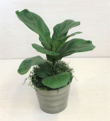 Fiddle Leaf Fig (Sm)