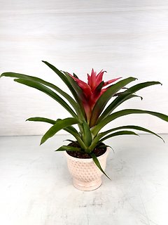 Bromeliad