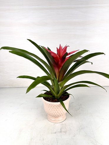 Bromeliad