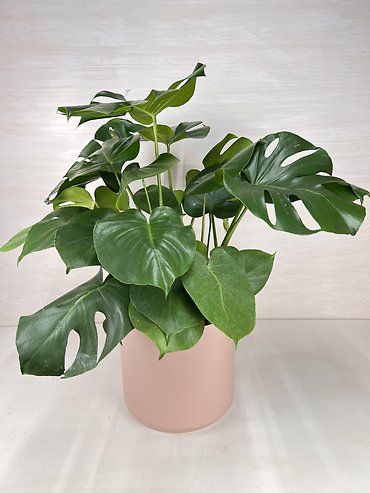 Monstera