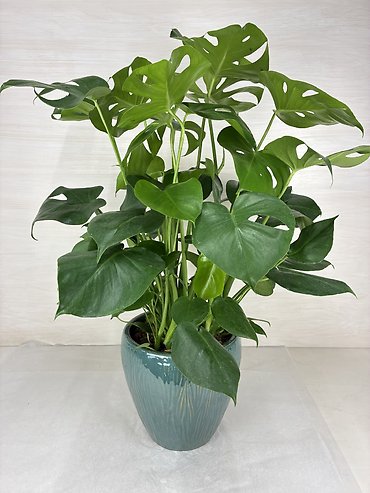 Philodendron Split Leaf