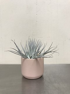 Houston Cotton Candy in Ceramic