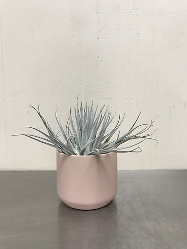 Houston Cotton Candy in Ceramic