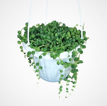 String of Pearls