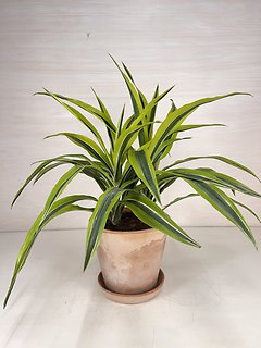 Dracaena Warneckii