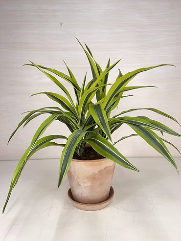 Dracaena Warneckii