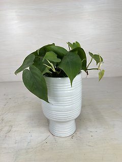 Pothos