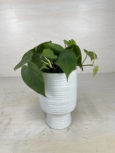 Pothos