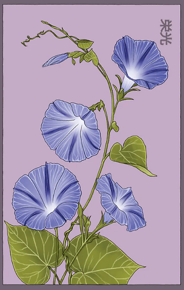 Seeds | Morning Glory