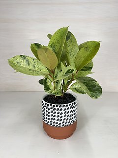 Rubber Plant- Moonshine