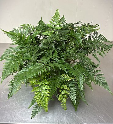 Rabbit\'s Foot Fern - 16\"