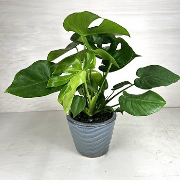 Split Leaf Philodendron