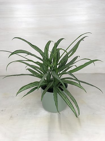 Dracaena