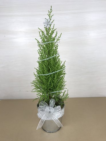 Lemon Cypress