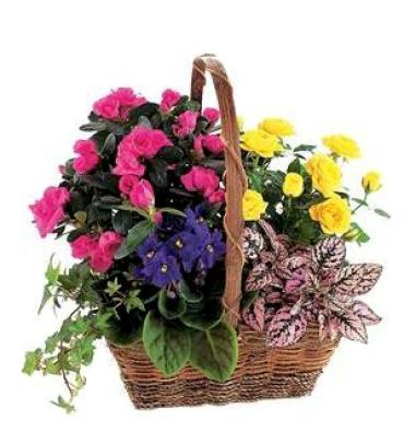 Heavenly Bloom Basket