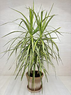Striped Dracaena- Marginata