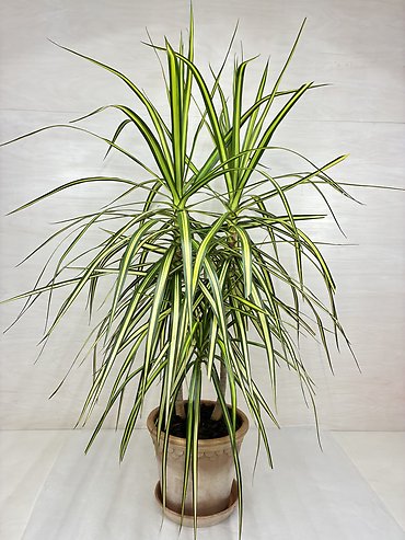 Striped Dracaena- Marginata