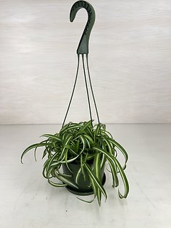 Spider Plant- Hanging