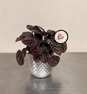 Peperomia Plant