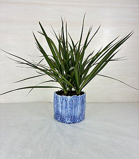 Dracaena