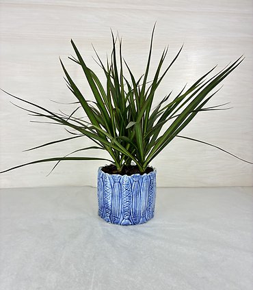 Dracaena