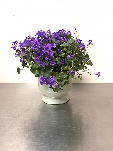 Campanula
