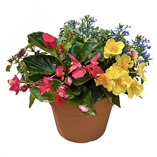 10\" Outdoor Begonia Planter