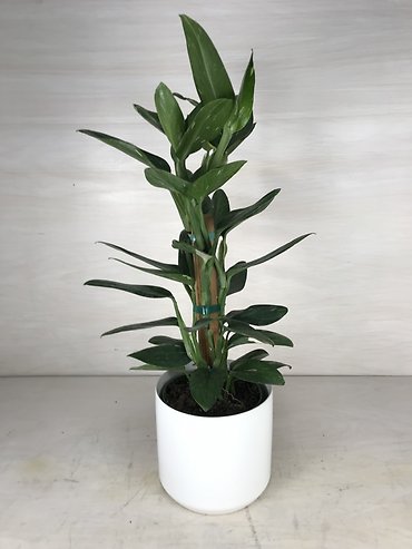 Monstera-Standleyana Albo Pole