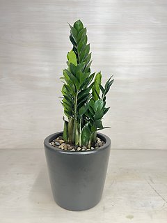 ZZ Plant
