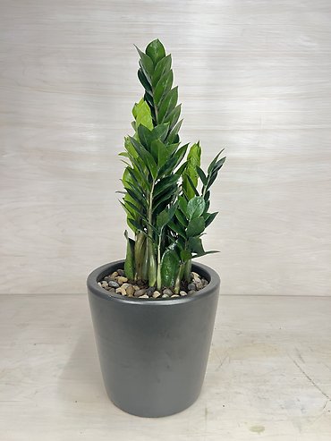 ZZ Plant