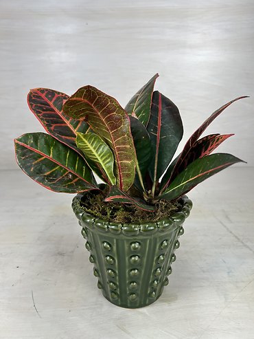 Croton Plant