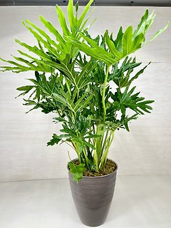 Philodendron Selloum