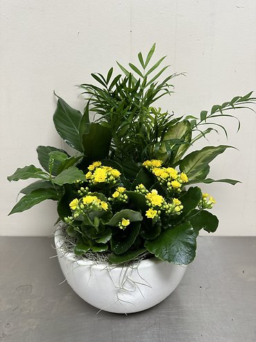 Ceramic European Dish Garden - Medium