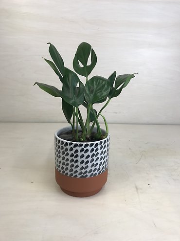 Philodendron Decursiva