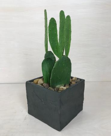 Cactus Plant