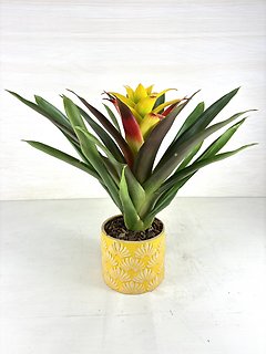 Bromeliad
