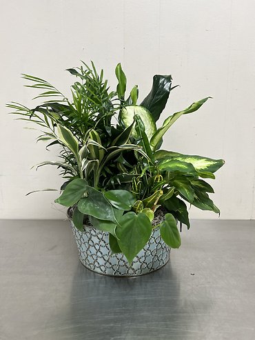 Rustic Dish Garden - Medium