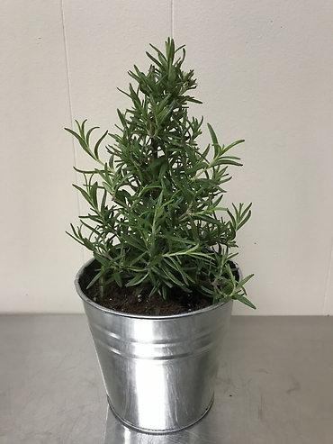 Rosemary Plant