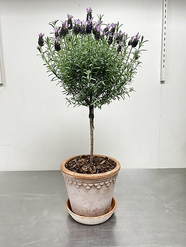 Lavender Topiary