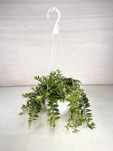 Lipstick | Hanging Basket