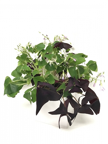 Shamrock Plant