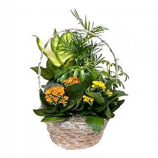 European Garden in Basket - Medium