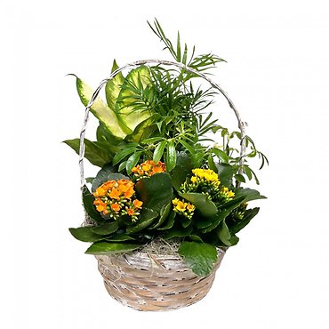 European Garden in Basket - Medium