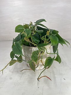 Heart-Leaf Philodendron