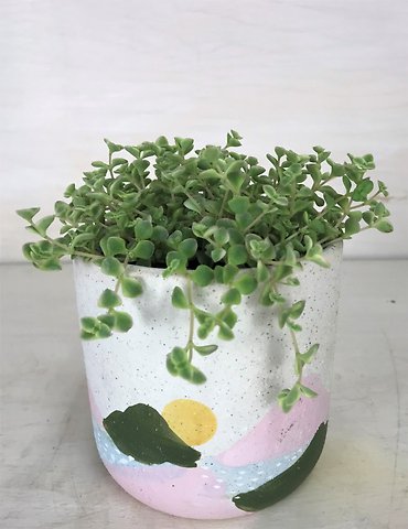Succulent
