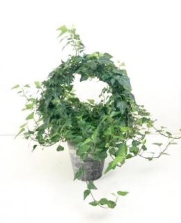 Ivy Ring Topiary