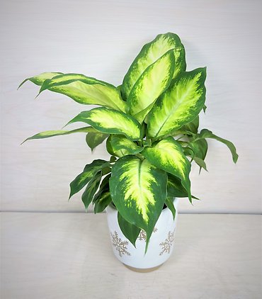 Dieffenbachia