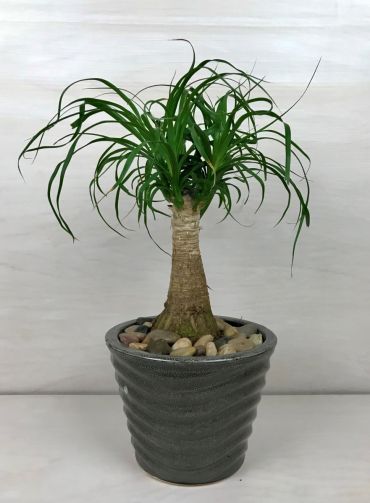 Ponytail Palm (Med)