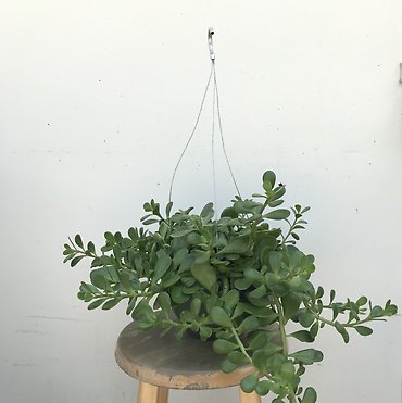 Hanging Jade