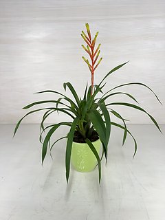 Bromeliad